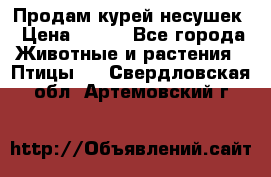 Продам курей несушек › Цена ­ 350 - Все города Животные и растения » Птицы   . Свердловская обл.,Артемовский г.